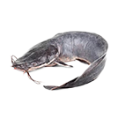 aquatic