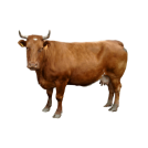 cattle