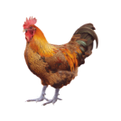 chicken