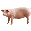 pig