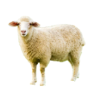 sheep